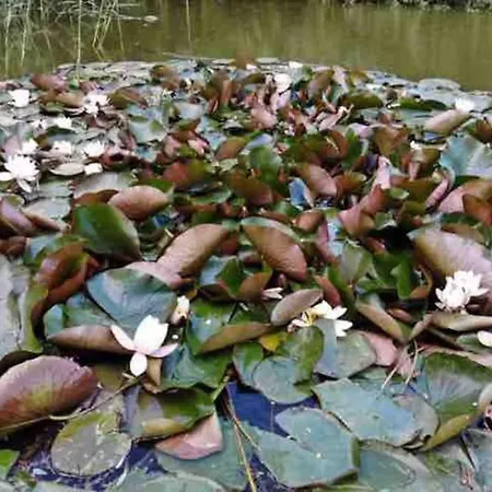 Villa La Maison Du Avec Piscine- Les Demeures D'adrien *